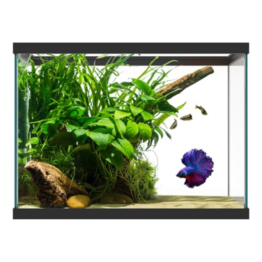 Aquarium Fish Betta - Aquário de vidro de 20 galões