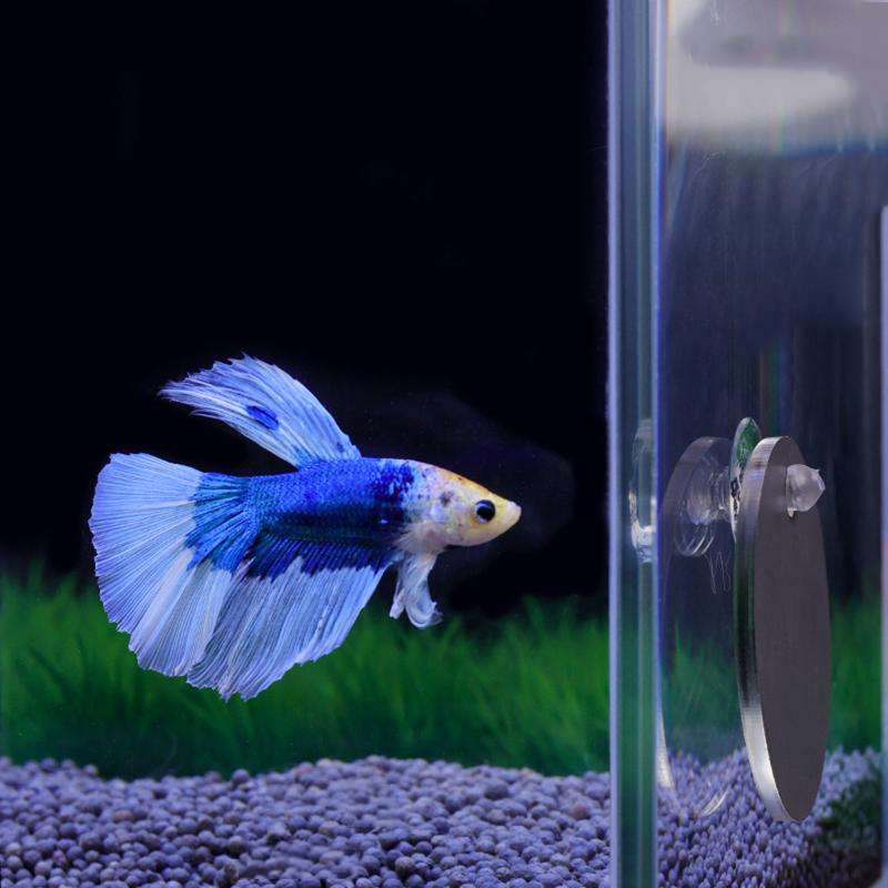 Aquário betta espelho tanque d - Aquarium Fish Escape avaliação e preço