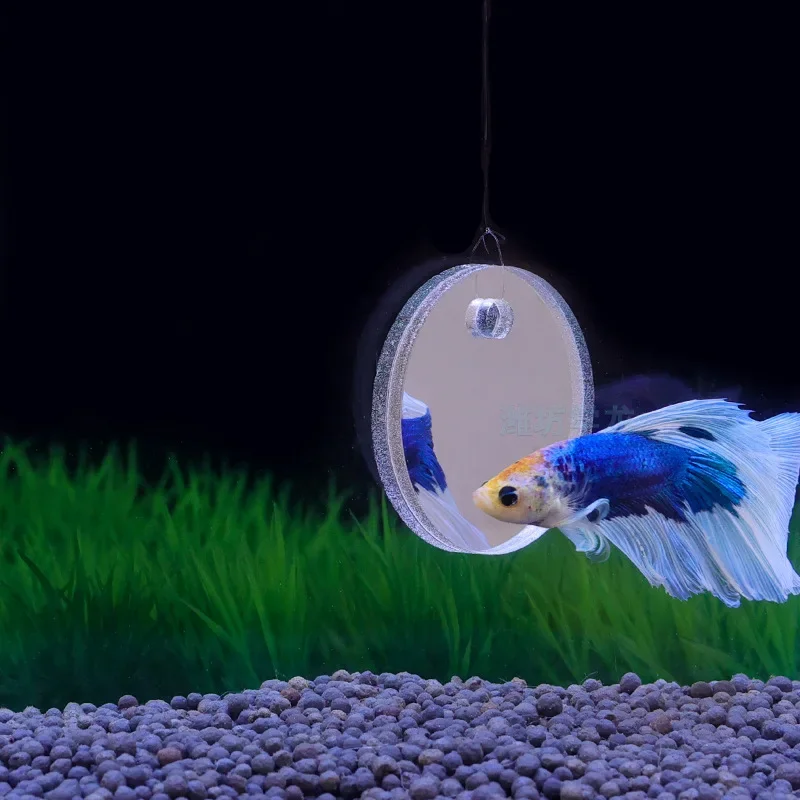 Aquário betta espelho tanque d - Aquarium Fish Escape avaliação e preço